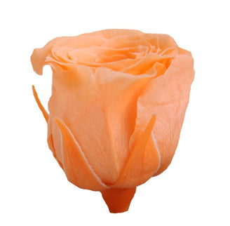 Trandafir criogenat Ø3.5cm piersica