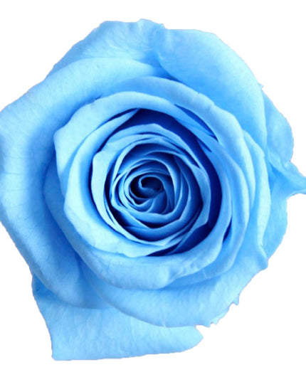 Trandafir criogenat Ø3.5cm albastru deschis