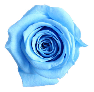 Trandafir criogenat Ø3.5cm albastru deschis