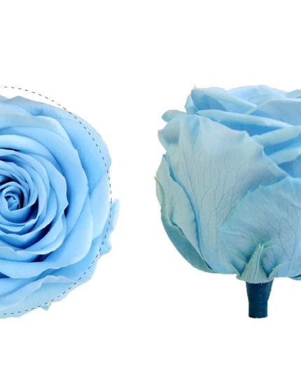 Trandafir criogenat Ø5.5-6cm albastru deschis