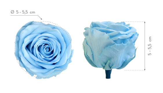 Trandafir criogenat Ø5.5-6cm albastru deschis