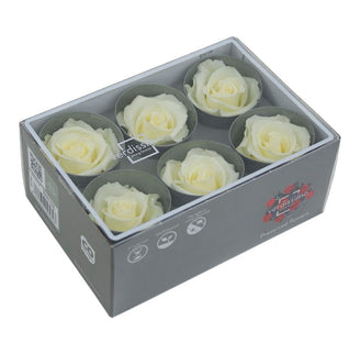 Trandafir criogenat Ø5.5-6cm vanilie