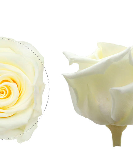 Trandafir criogenat Ø5.5-6cm vanilie