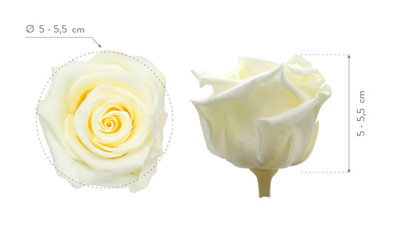 Trandafir criogenat Ø6cm vanilie