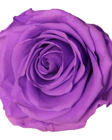 Trandafir criogenat Ø5.5-6cm lila intens