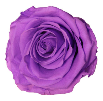 Trandafir criogenat Ø5.5-6cm lila intens