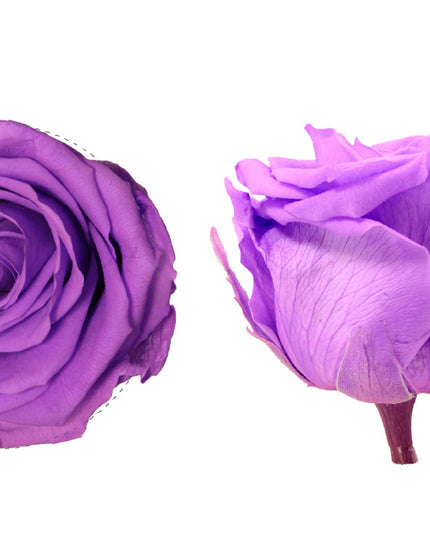 Trandafir criogenat Ø5.5-6cm lila intens