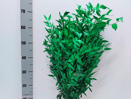 Ruscus criogenat verde