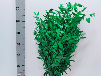 Ruscus criogenat verde