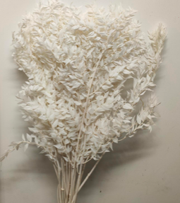 Ruscus criogenat albit