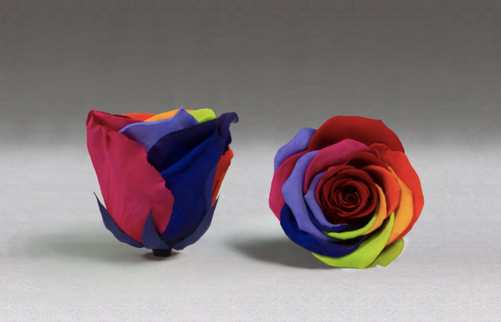 Trandafir criogenat Ø5CM Rainbow