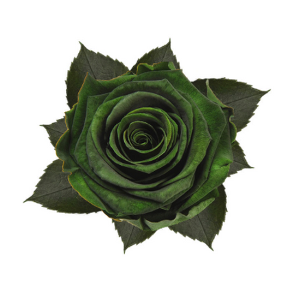 Trandafir criogenat Ø5.5-6cm verde emerald