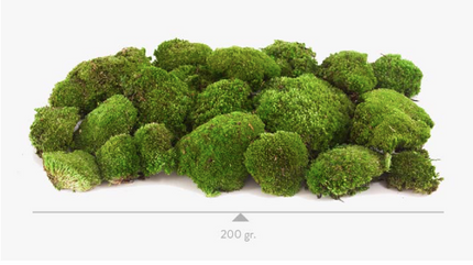 Muschi conservat ballmoss