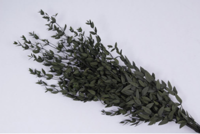 Eucalipt criogenat Parvifolia