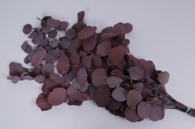 Eucalipt criogenat Populus rosu