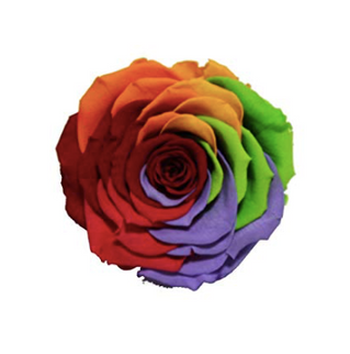 TRANDAFIR CRIOGENAT Ø9CM RAINBOW