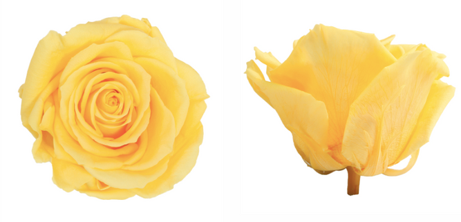 Trandafir criogenat Ø7-8cm galben aprins