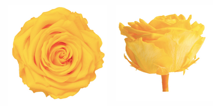 Trandafir criogenat Ø7-8cm galben cald