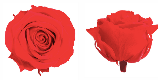 Trandafir criogenat Ø7cm rosu