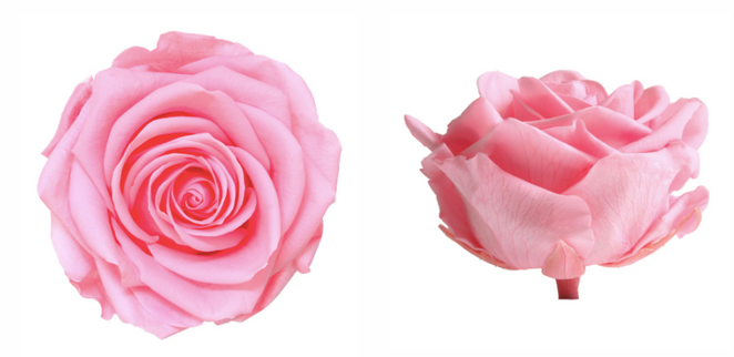 Trandafir criogenat Ø7-8cm roz pal