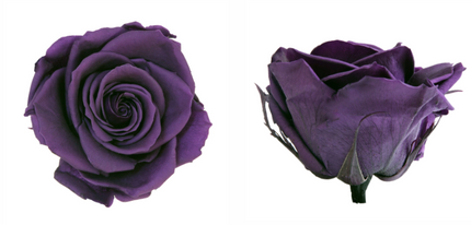 Trandafir criogenat Ø7-8cm violet