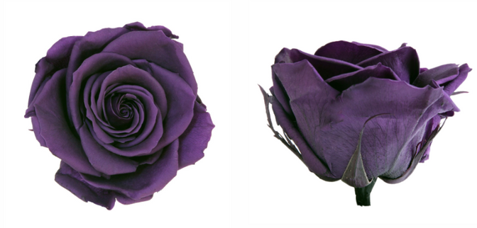 Trandafir criogenat Ø7-8cm violet