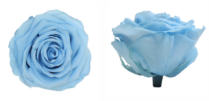 Trandafir criogenat Ø7-8cm albastru deschis