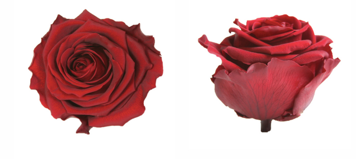 Trandafir criogenat Ø8cm burgundy