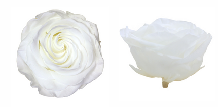 Trandafir criogenat Ø7-8cm alb