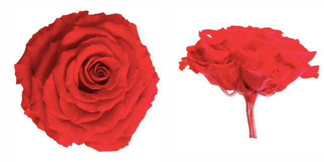 Trandafir criogenat Ø9-10cm rosu