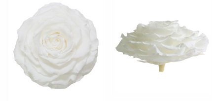 Trandafir criogenat Ø9-10cm alb