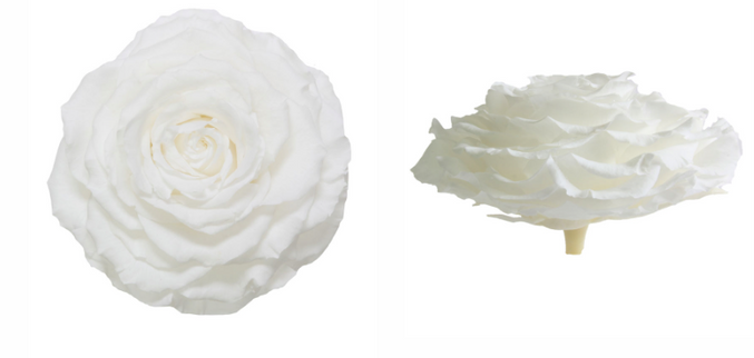 Trandafir criogenat Ø9-10cm alb