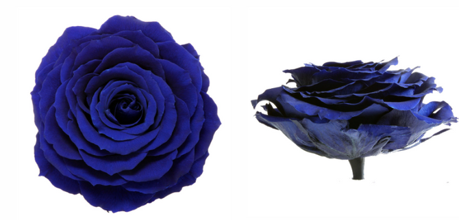 Trandafir criogenat Ø9-10cm indie purple