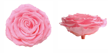 Trandafir criogenat Ø9-10cm roz pal