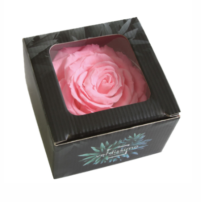 Trandafir criogenat Ø9-10cm roz pal