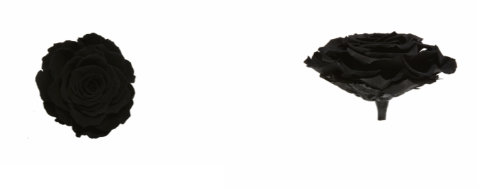 Trandafir criogenat Ø9-10cm negru