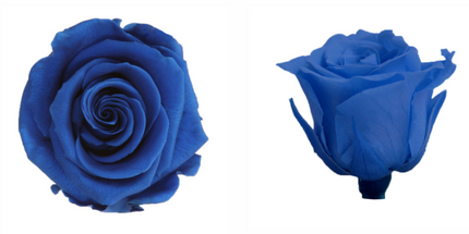 Trandafir criogenat Ø4cm albastru inchis S/4