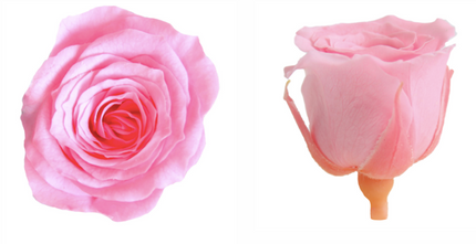 Trandafir criogenat Ø4cm roz deschis S/8