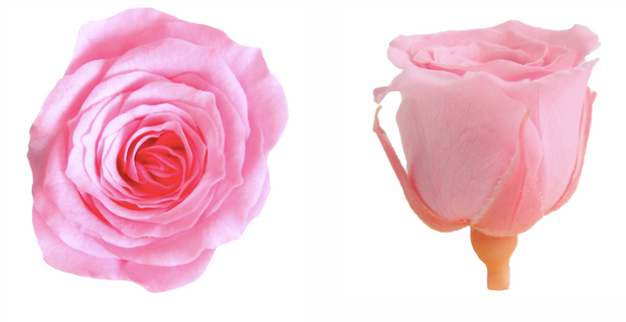 Trandafir criogenat Ø4cm roz deschis S/8