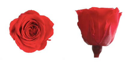 Trandafir criogenat Ø3.5cm rosu S/9