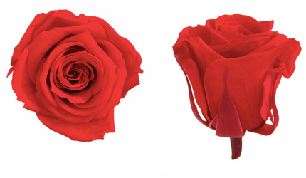 Trandafir criogenat Ø4cm roșu S/8