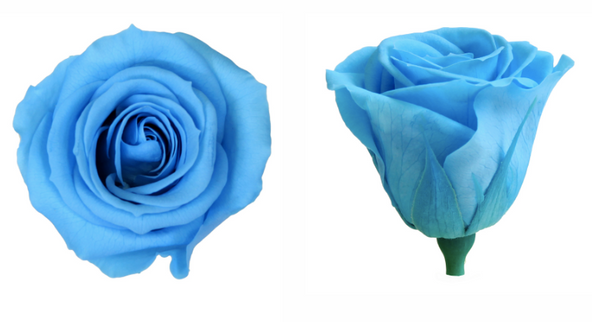 Trandafir criogenat Ø3.5cm aquamarine