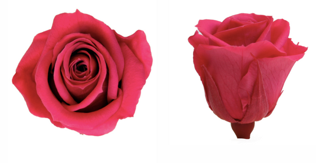 Trandafir criogenat Ø4cm roz inchis S/8