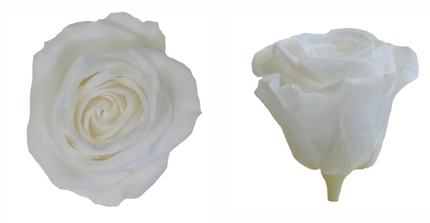 Trandafir criogenat Ø4cm alb S/8