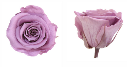 Trandafir criogenat Ø5.5-6cm lila