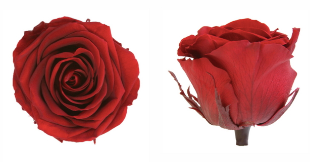 Trandafir criogenat Ø5.5-6cm burgundy