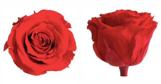 Trandafir criogenat Ø5.5-6cm rosu