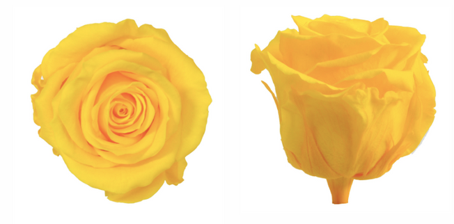 Trandafir criogenat Ø5.5-6cm galben aprins