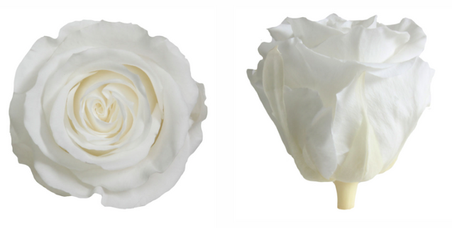 Trandafir criogenat Ø5.5-6cm alb