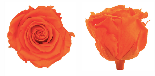 Trandafir criogenat Ø5.5-6cm portocaliu